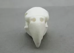 Parakeet Skull 3.jpg