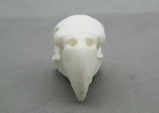 Parakeet Skull 3.jpg