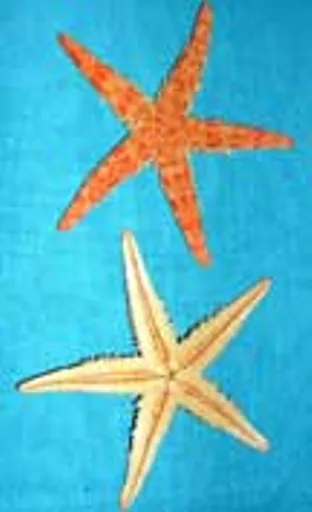 https://starbek-static.myshopblocks.com/images/tmp/se_115_starfish1.5.jpg