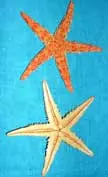 10 x Small Flat Starfish