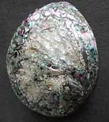 Large Polished Abalone