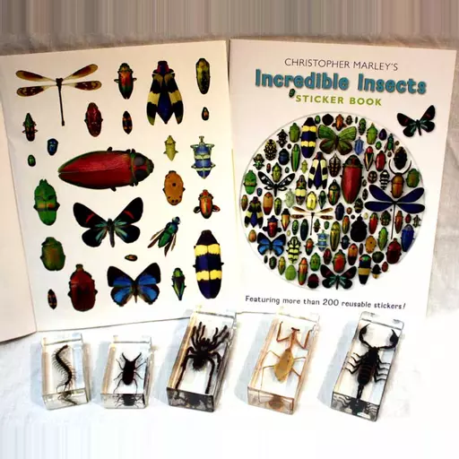 Insects Homebox
