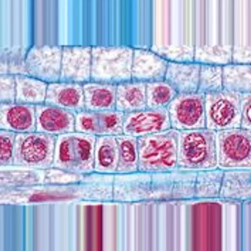 Philip Harris Prepared Microscope Slide Set - Genetics, Reproduction and Embryology - Set of 19 Slides