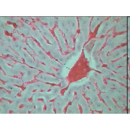 Philip Harris Prepared Microscope Slide Set - Histology II - Set of 20 Slides