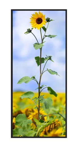 81T_front portrait.png