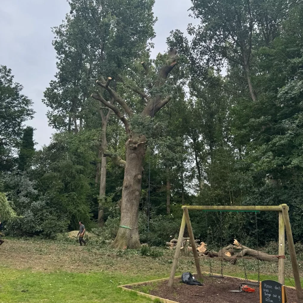 Ensuring Tree Safety at the Prae Wood Arms, St Albans
