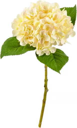 IT393804.jpg