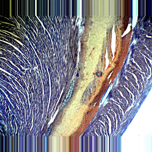 Prepared Microscope Slide - Small Mammal: Entire Heart L.S.