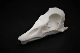 Goose 2.jpg