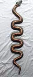 https://starbek-static.myshopblocks.com/images/tmp/al_122_snake1.5.jpg