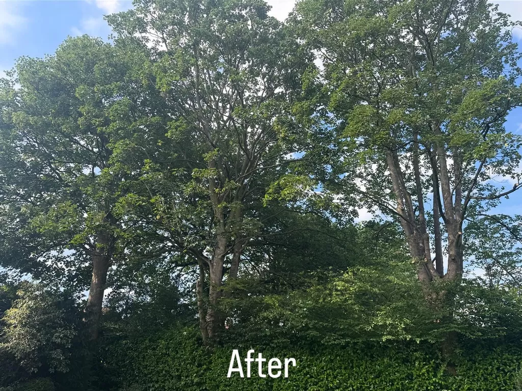Let the Light In: Tree Pruning Methods to Brighten Your Garden