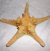 Large Thorney Starfish