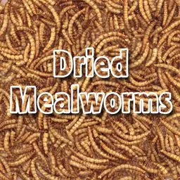 Mealworms.jpg