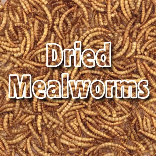 Mealworms.jpg