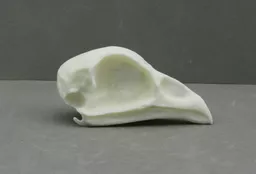 Chicken Skull 3.jpg