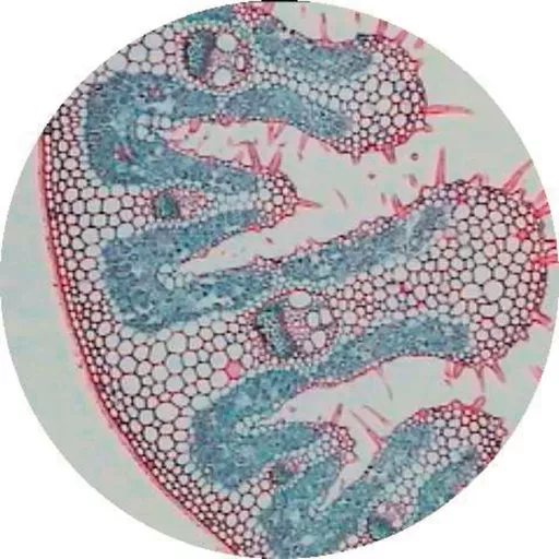 Prepared Microscope Slide Set - Environmental Adaptations of Plants - Set of 18 Slides