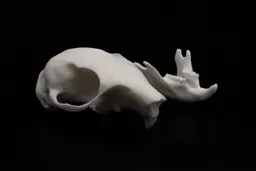 Squirrel 4.jpg