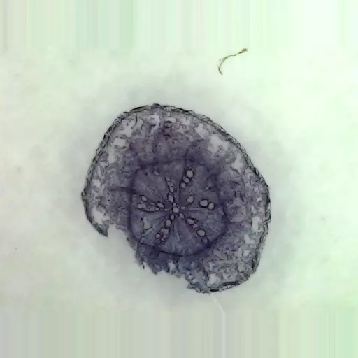 MICROSCOPE SLIDE - Ranunculus T.S. mature root