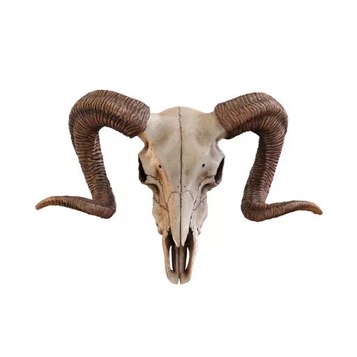 Wide Ram Skull