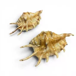 spidershells.jpg