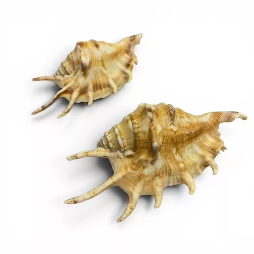 spidershells.jpg