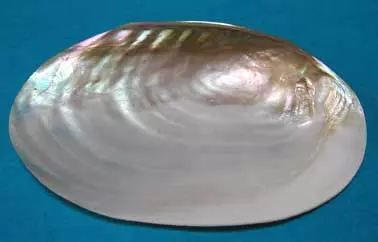 Large River Mussel