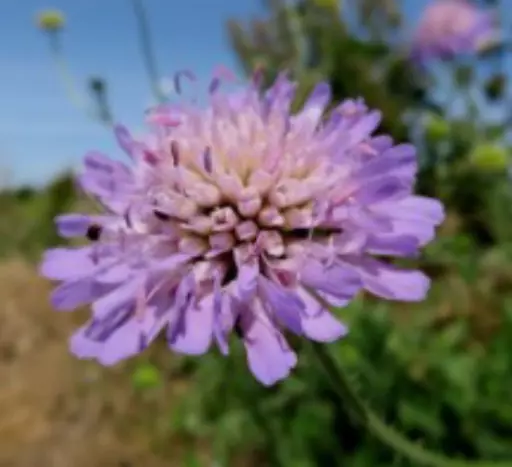 Field_Scabius.jpg