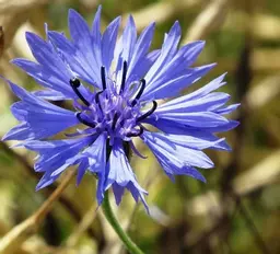 cornflower.jpg