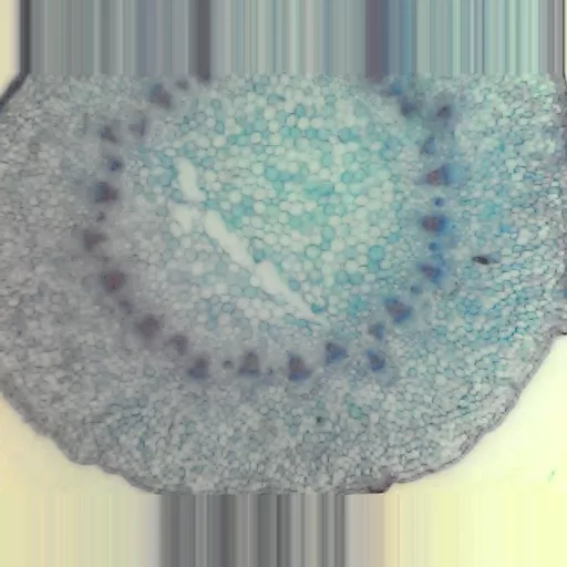 MICROSCOPE SLIDE - Helianthus T.S. stem older primary
