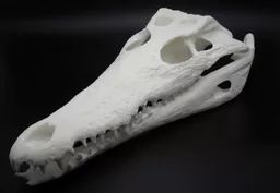 Crocodile Skull 2.jpg