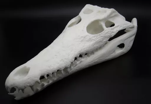 Crocodile Skull 2.jpg
