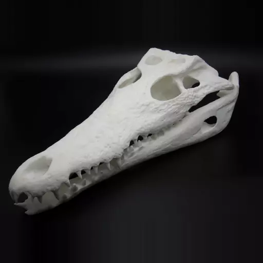 Replica Nile Crocodile Skull