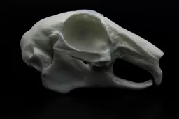Rabbit Skull 1.jpg