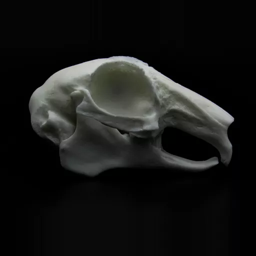 Replica Rabbit Skull