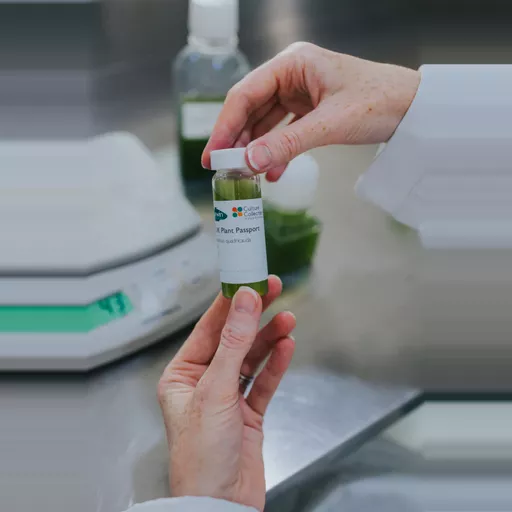 Scenedesmus quadricauda 100ml