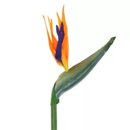 Bird of Paradise 1.jpg