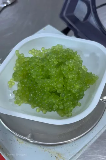 LM-115_Algae_Balls_97.webp