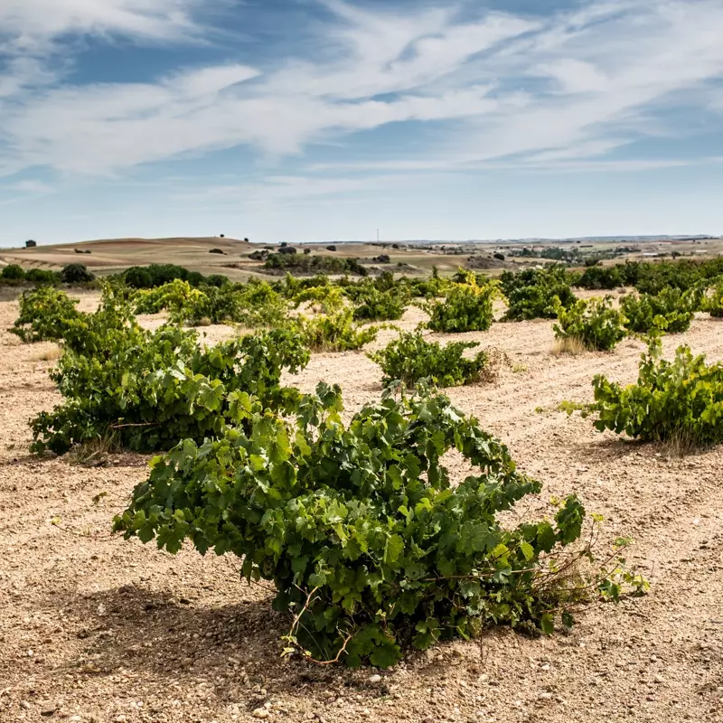 Vinos Al Margen - Mountain Wines