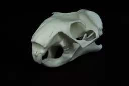 Groundhog 2.jpg