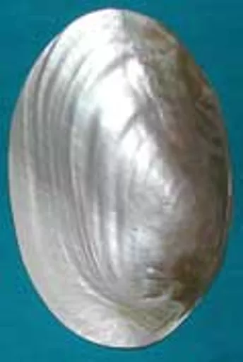 https://starbek-static.myshopblocks.com/images/tmp/se_321_rivermussel1.5.jpg