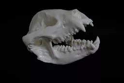 Panda 4.jpg
