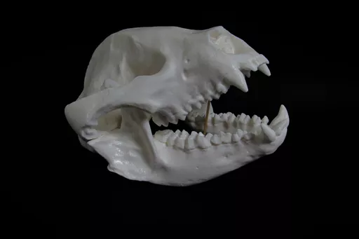 Panda 4.jpg