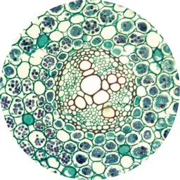 FINHC1006468.png