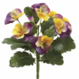 Pansy.webp