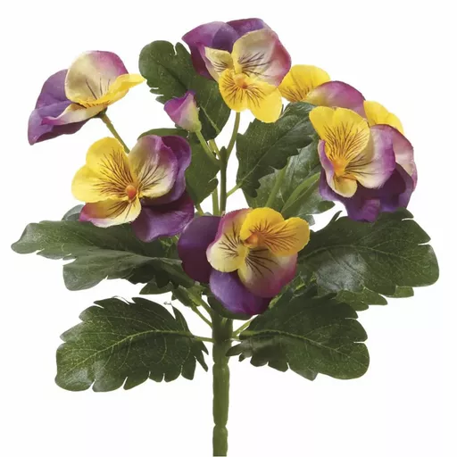 Pansy.webp