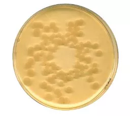 16497501223ab89e5e29239a860b4cf6960b409ec4.PNG?