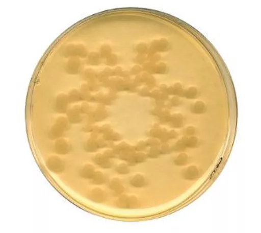 16497501223ab89e5e29239a860b4cf6960b409ec4.PNG?