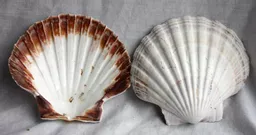 se_187_scallop_750.jpg