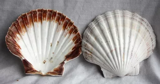 se_187_scallop_750.jpg