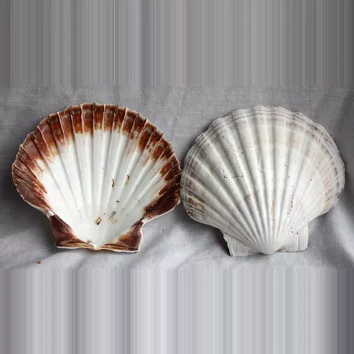 2 x Large Scallop Shells